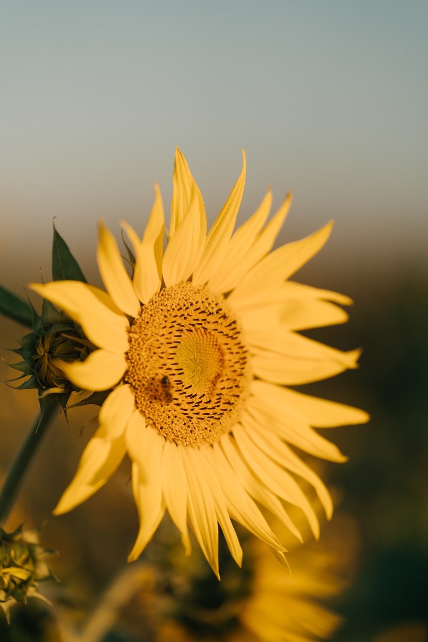 sunflower, nature, bloom, flower wallpaper, flower background, flower, summer, yellow, beautiful flowers, plant